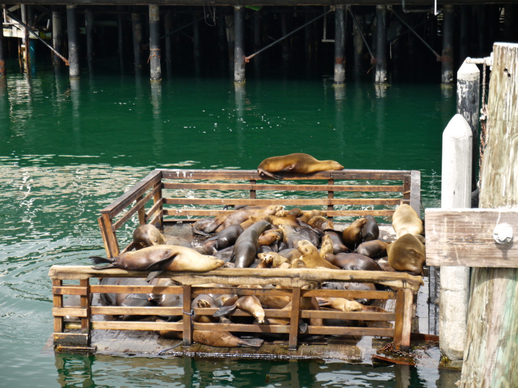 Monterey, sea lions