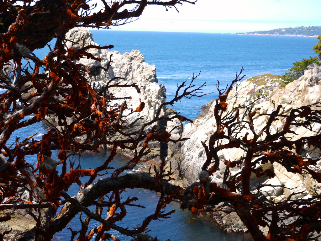 Point Lobos