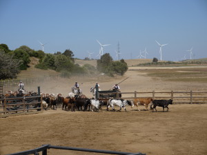 Acampo abierto - élevage taureaux et chevaux