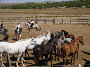 Acampo abierto - élevage taureaux et chevaux
