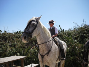 Acampo abierto - élevage taureaux et chevaux