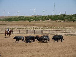 Acampo abierto - élevage taureaux et chevaux