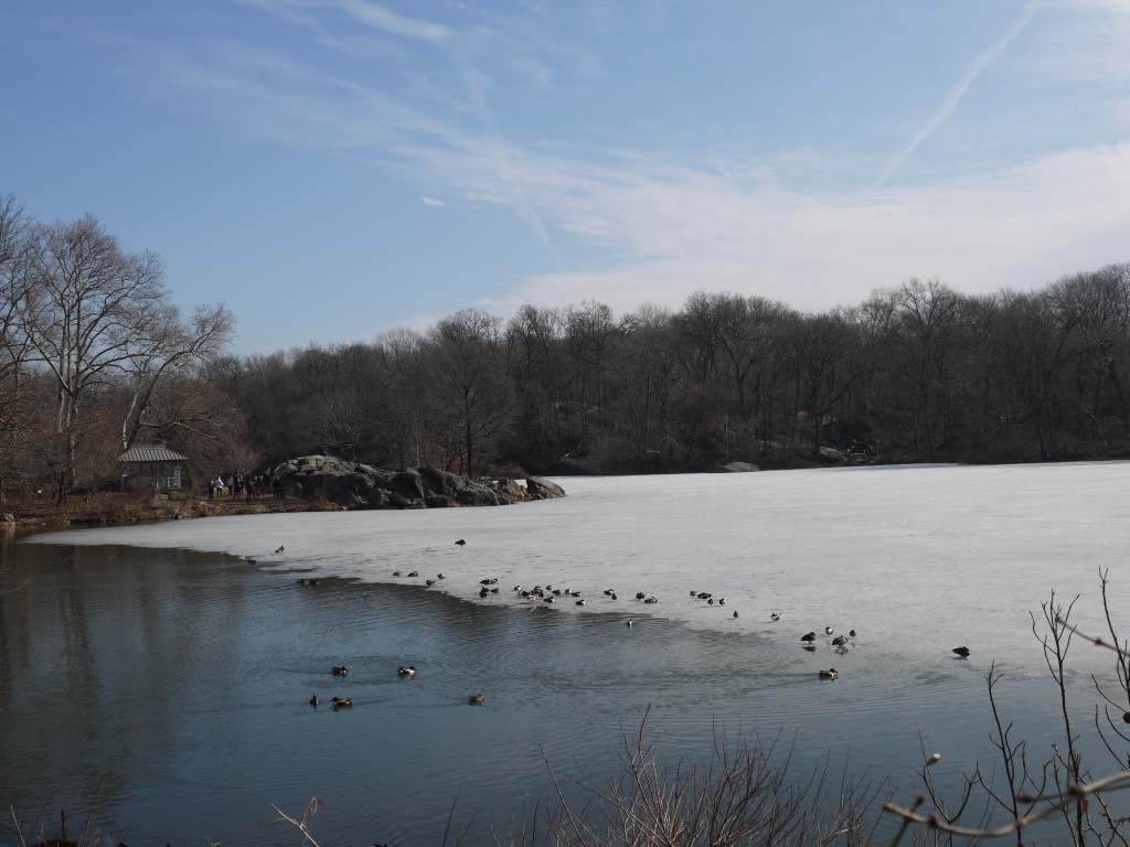 Central park, le lac gelé