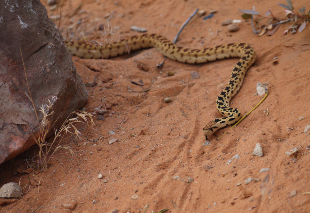 Arches National Park