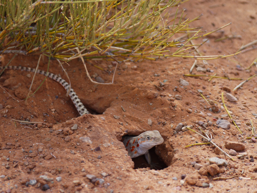 Arches National Park