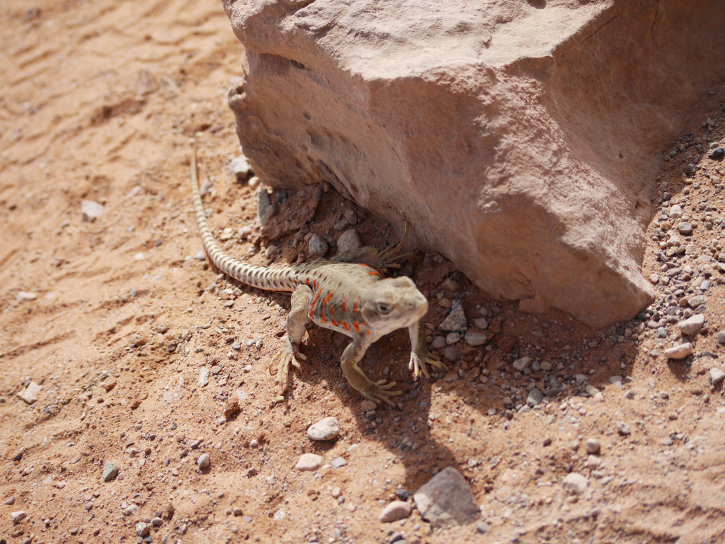 Arches National Park