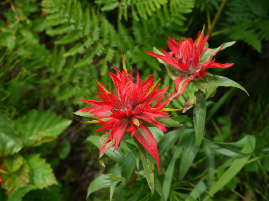 Grand Teton, Wyoming