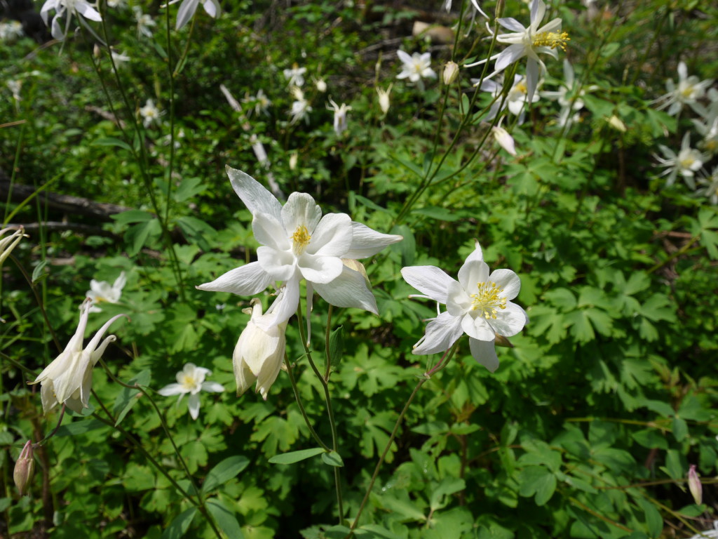 Grand Teton, Wyoming