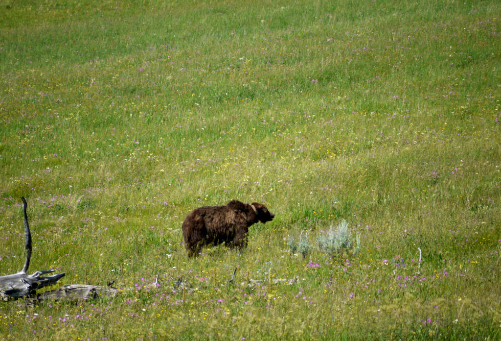 Grizzly, Yellowstone