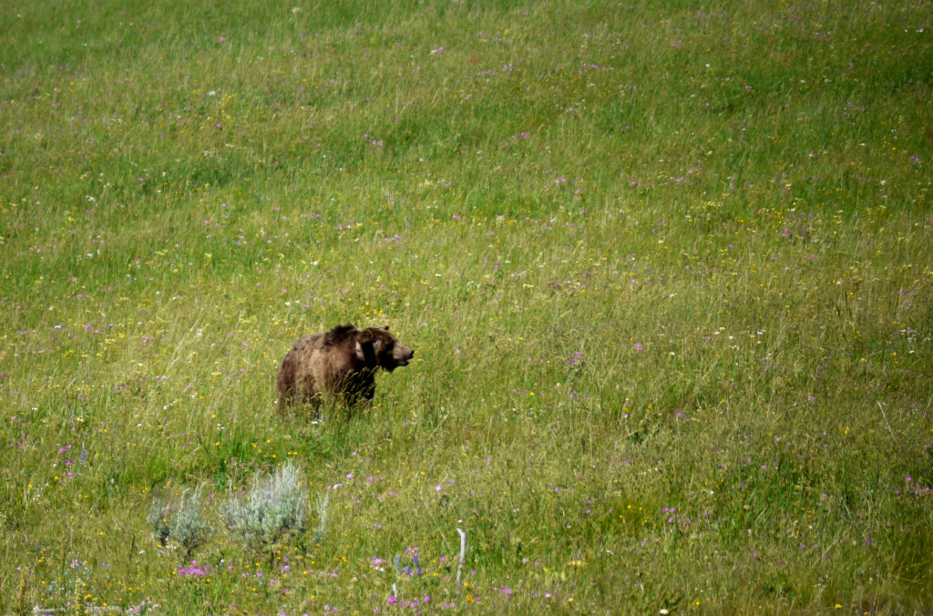 Grizzly, Yellowstone