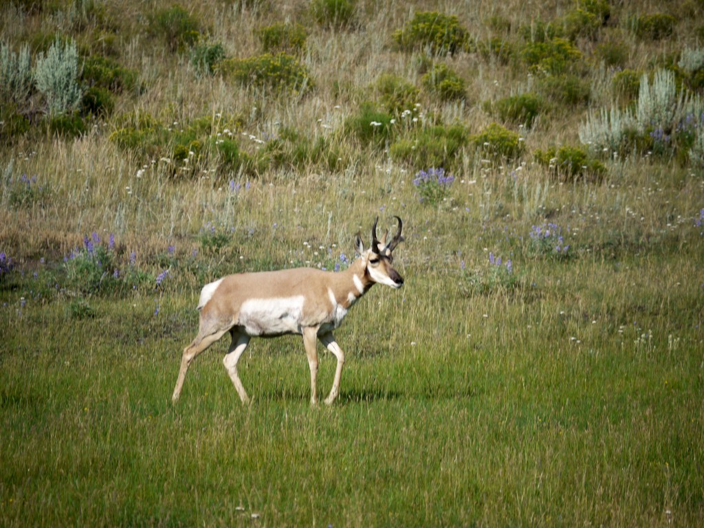 Proghorn, Yellowstone