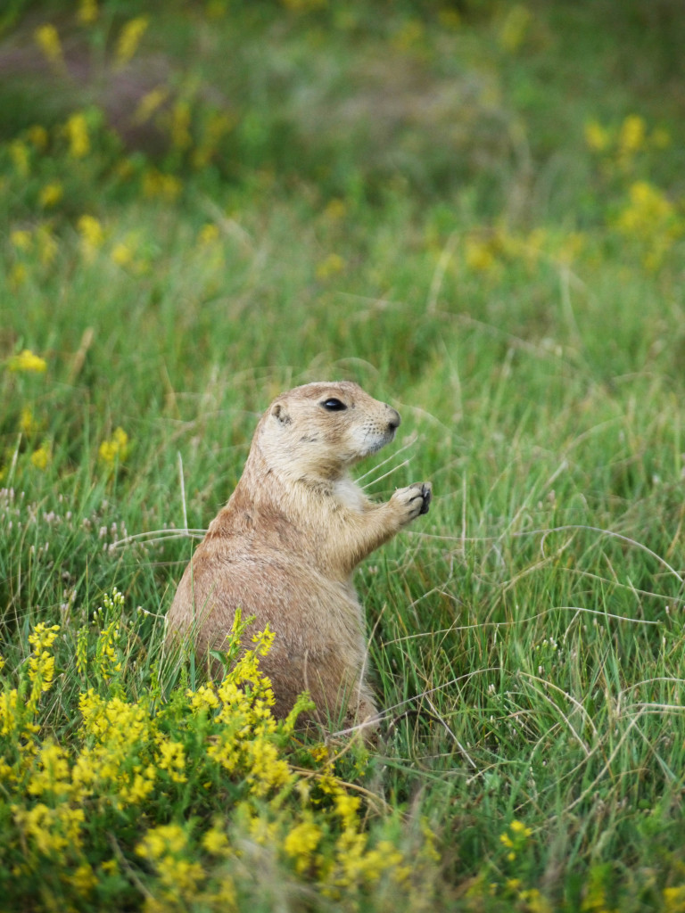 Devil's Tower, Wyoming