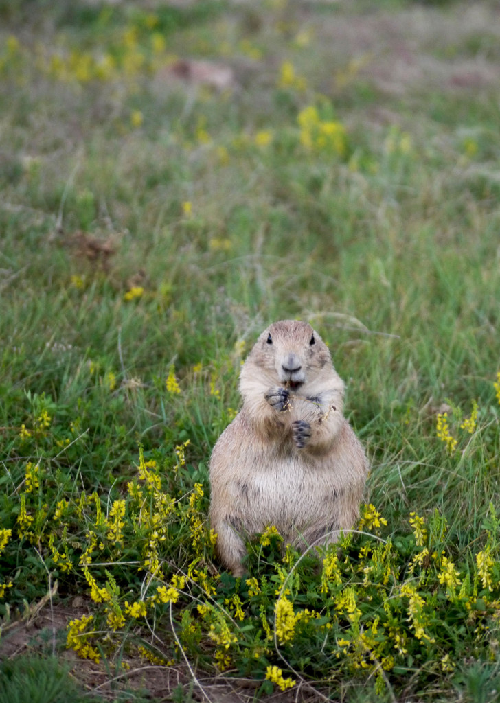 Devil's Tower, Wyoming