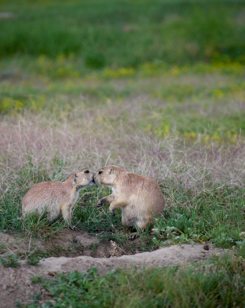 Devil's Tower, Wyoming