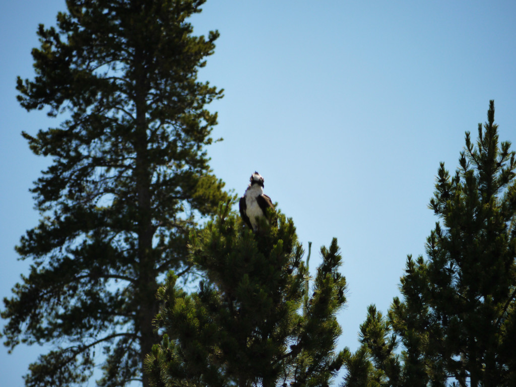 Yellowstone, Wyoming