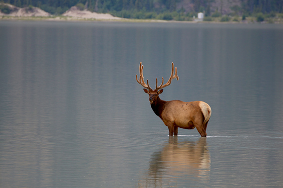 wapiti, Jasper