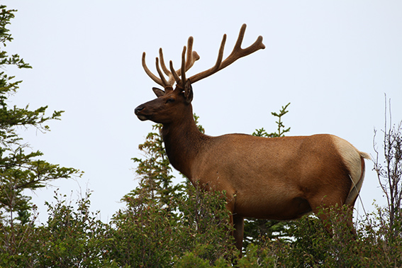 wapiti, Jasper