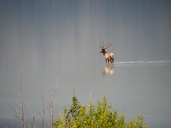 wapiti, Jasper