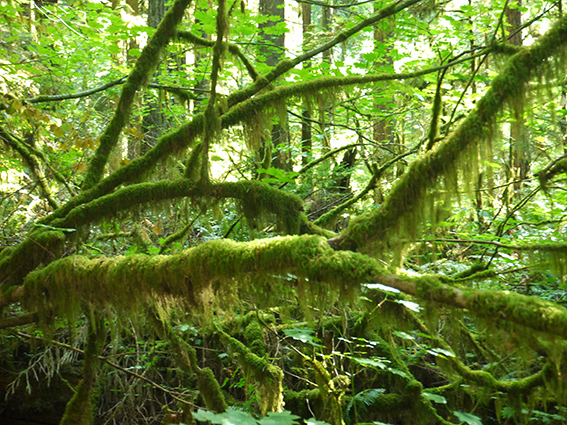 Lynn canyon, Vancouver
