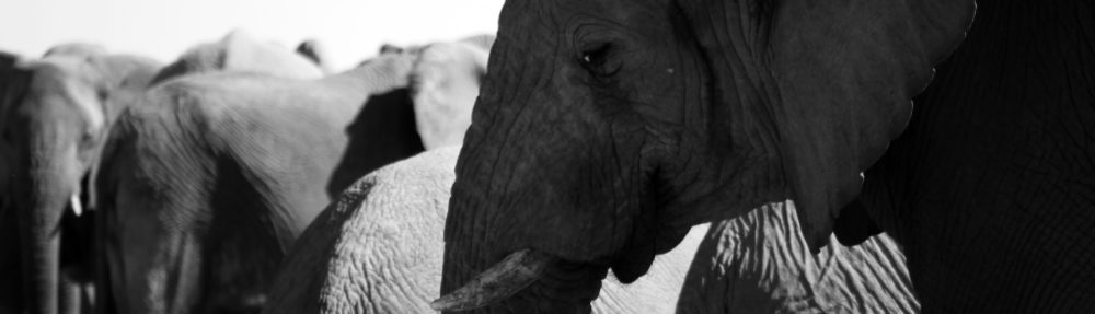 Les voyages de la famille Morin